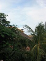 Monkey on the roof at Iberostar Tucan 
